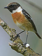 European Stonechat