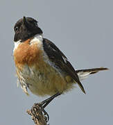 European Stonechat