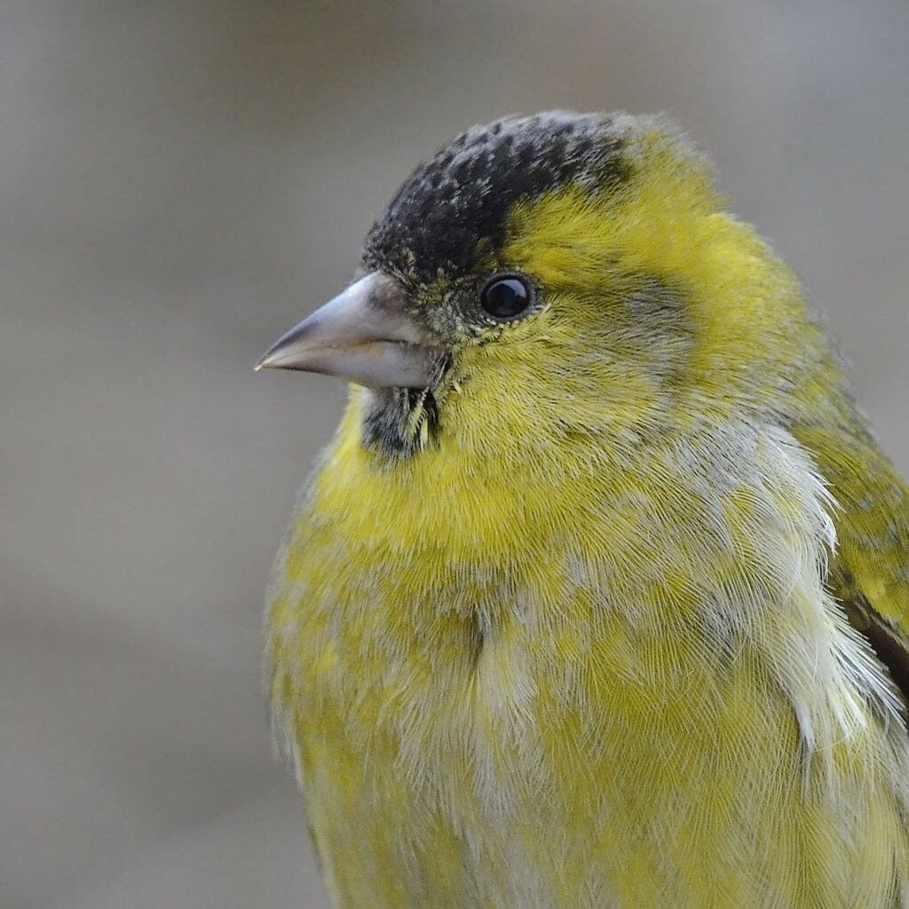 Eurasian Siskin male adult