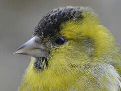 Eurasian Siskin