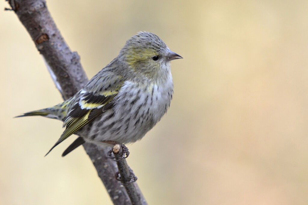 Eurasian Siskin female adult, identification