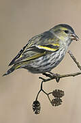 Eurasian Siskin