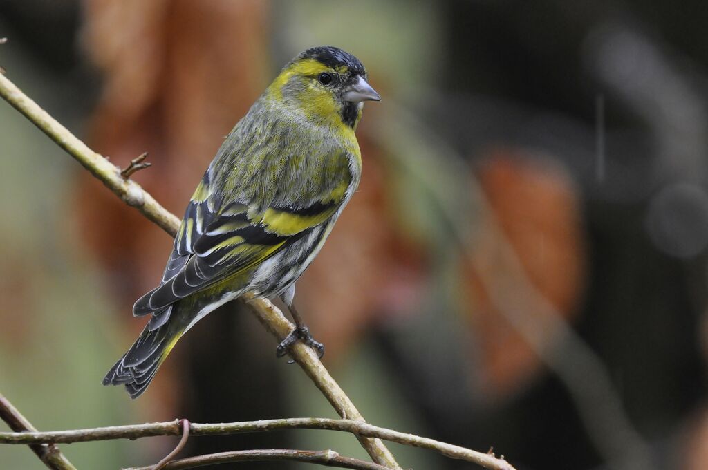 Eurasian Siskin male adult, identification