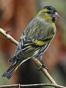 Eurasian Siskin