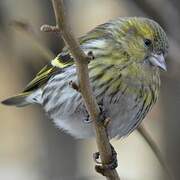 Eurasian Siskin