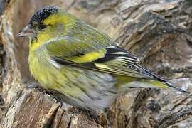 Eurasian Siskin