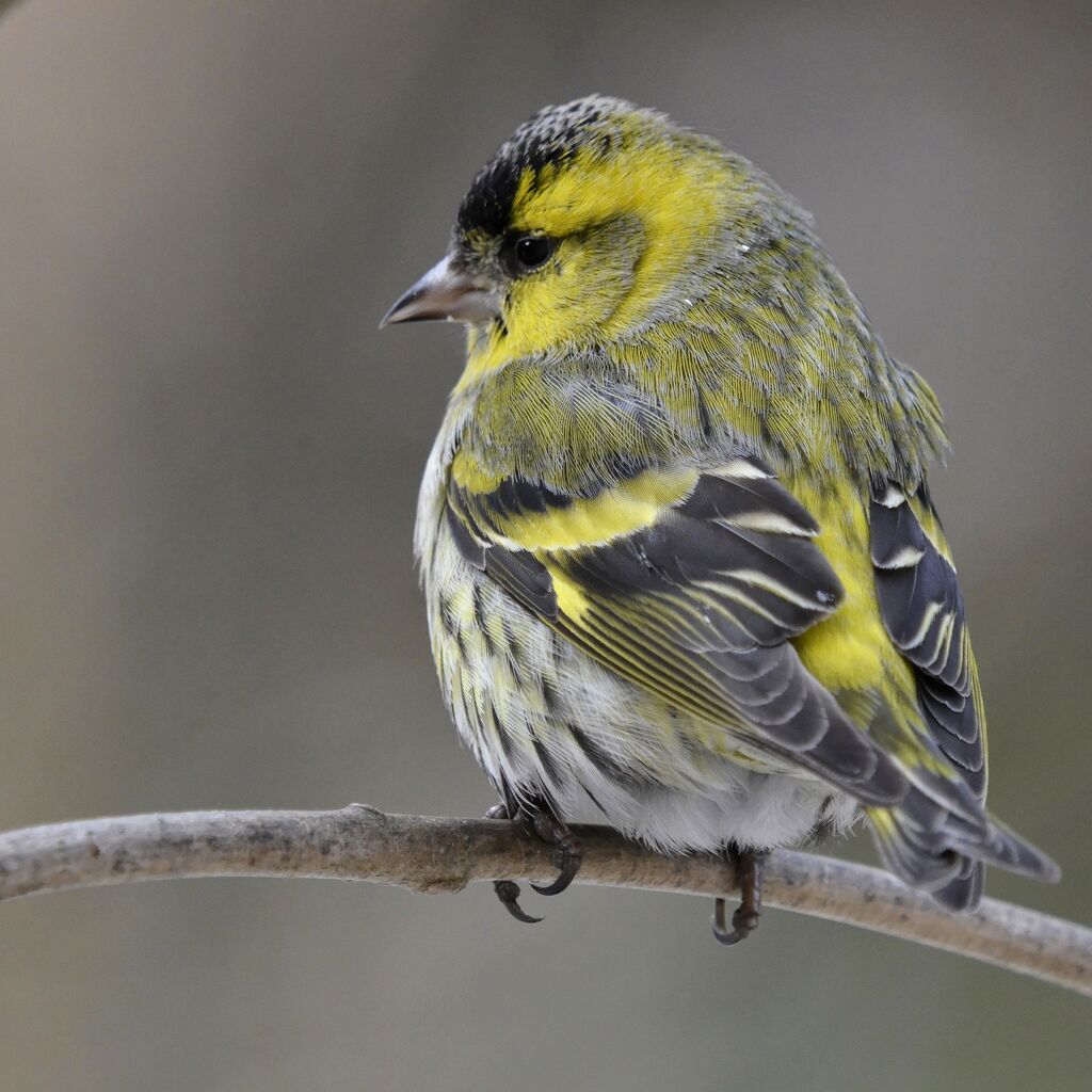 Eurasian Siskin male adult, identification