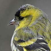 Eurasian Siskin