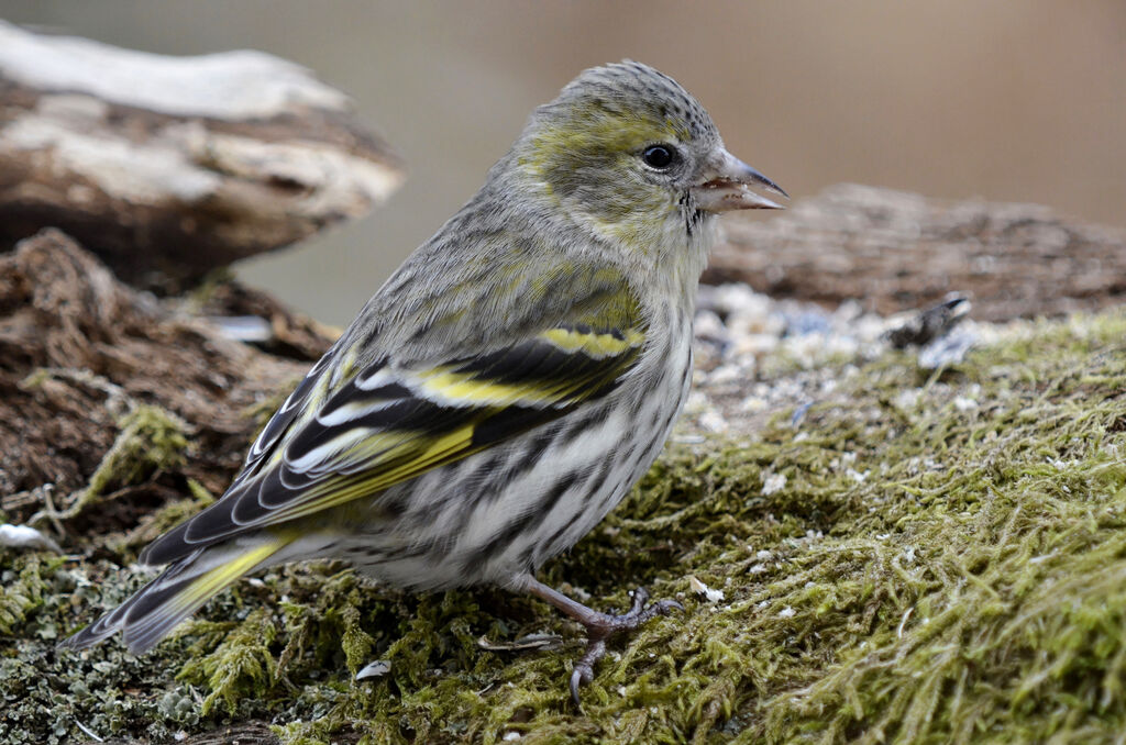 Eurasian Siskin female adult