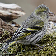 Eurasian Siskin