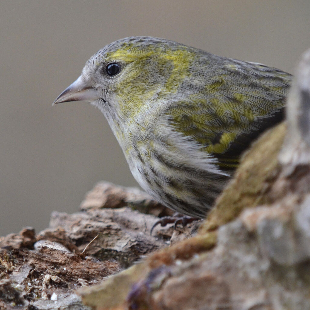 Eurasian Siskin female adult