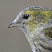 Eurasian Siskin