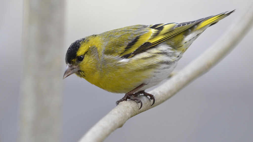 Eurasian Siskin male adult, identification