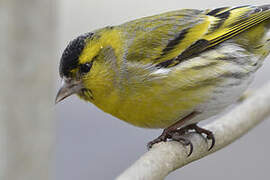 Eurasian Siskin