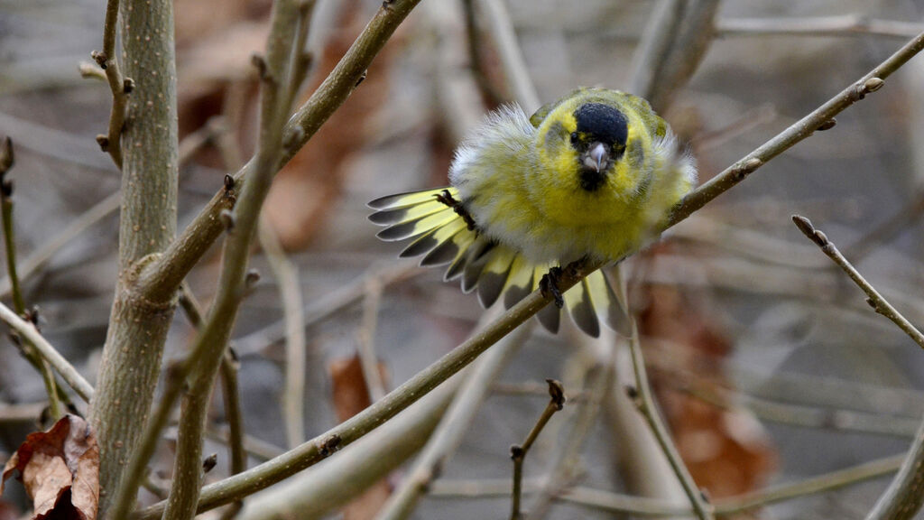 Eurasian Siskin male adult