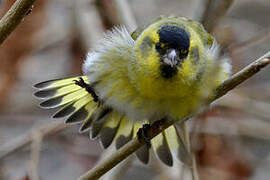 Eurasian Siskin