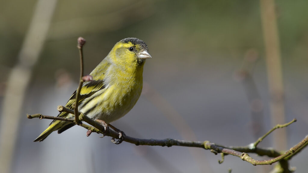 Eurasian Siskin male adult