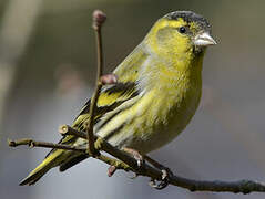 Eurasian Siskin