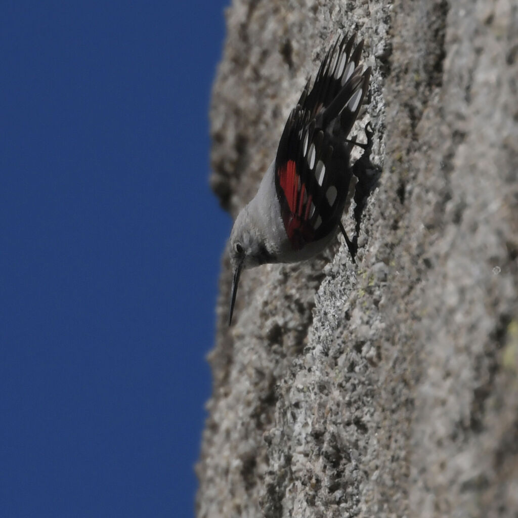 Wallcreeperadult, identification