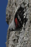 Wallcreeper