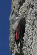 Wallcreeper