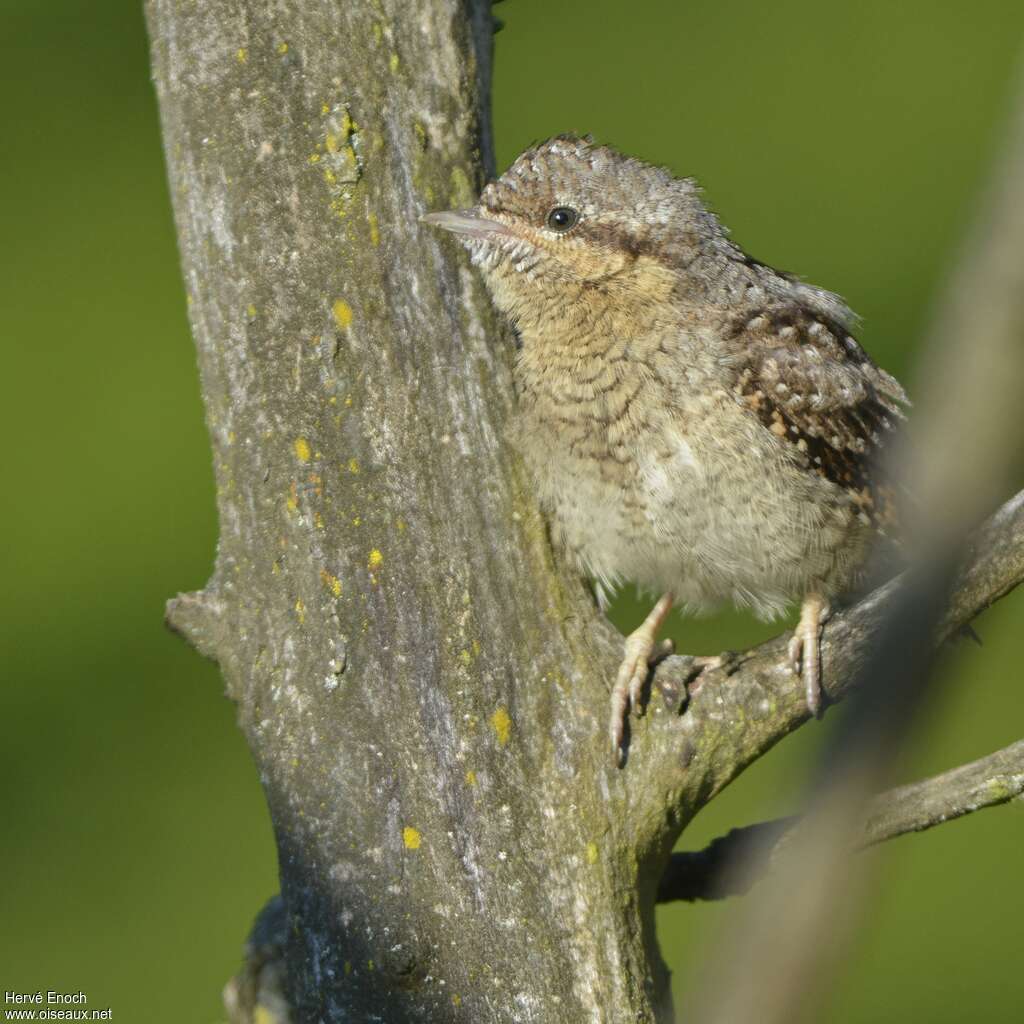 Torcol fourmilierjuvénile, identification