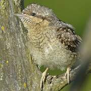 Eurasian Wryneck