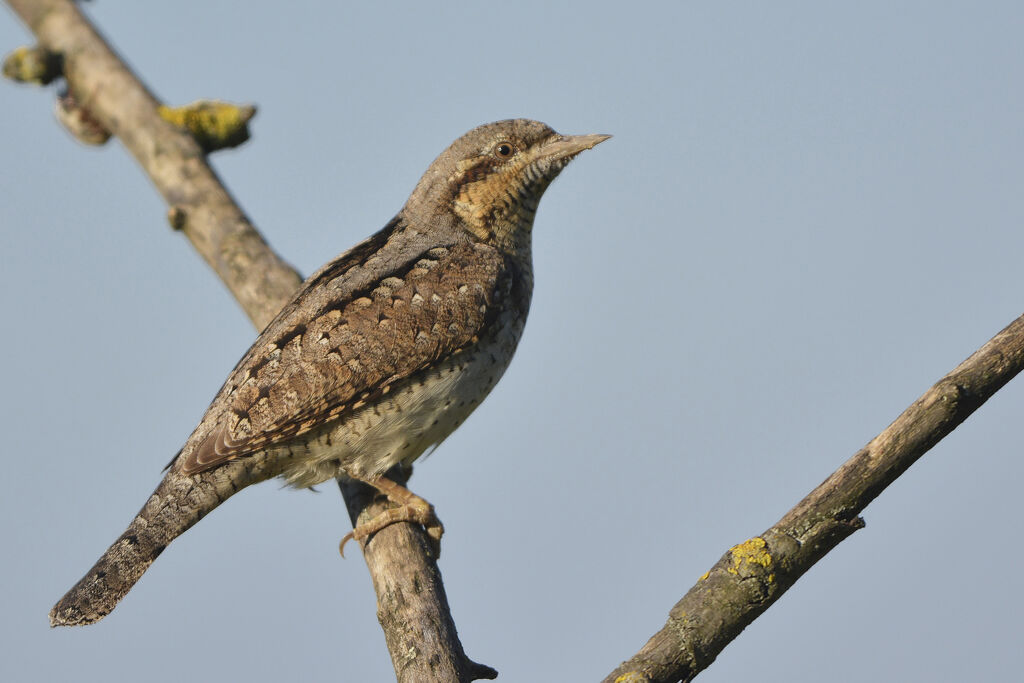 Torcol fourmilieradulte, identification