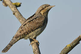 Eurasian Wryneck