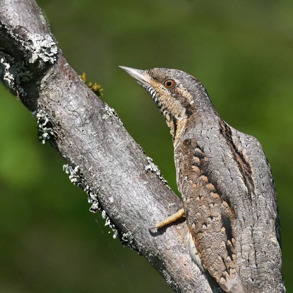 Eurasian Wryneckadult breeding, close-up portrait