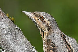 Eurasian Wryneck