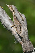 Eurasian Wryneck