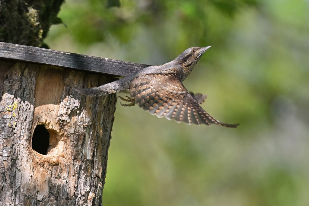 Eurasian Wryneckadult, Flight, Reproduction-nesting