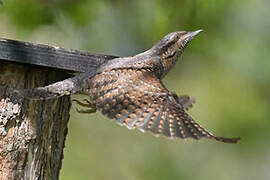 Eurasian Wryneck