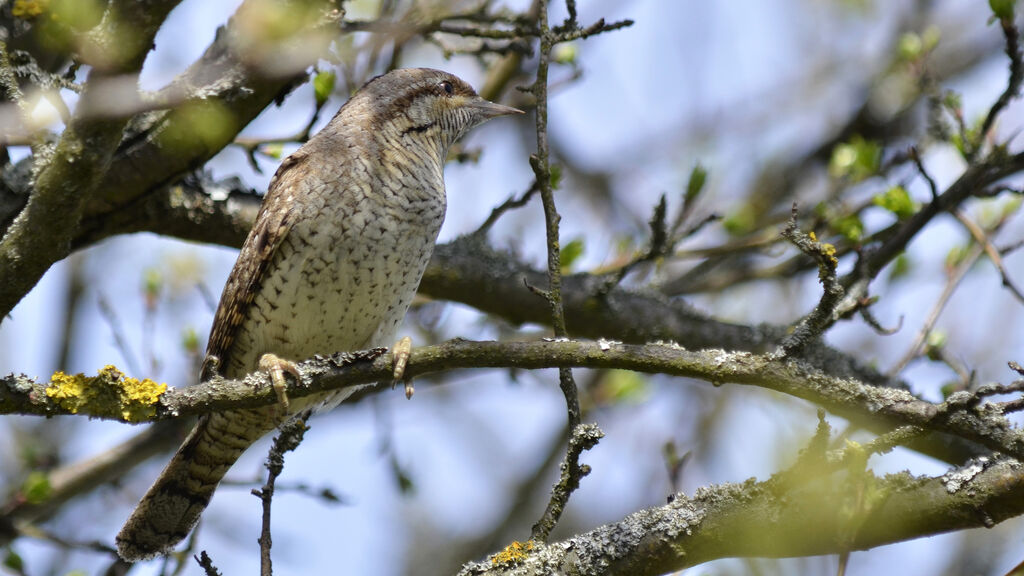 Eurasian Wryneck