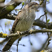 Eurasian Wryneck