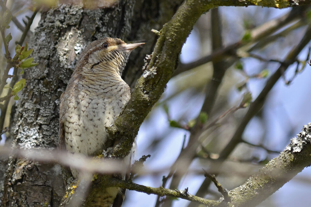 Eurasian Wryneck