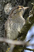 Eurasian Wryneck