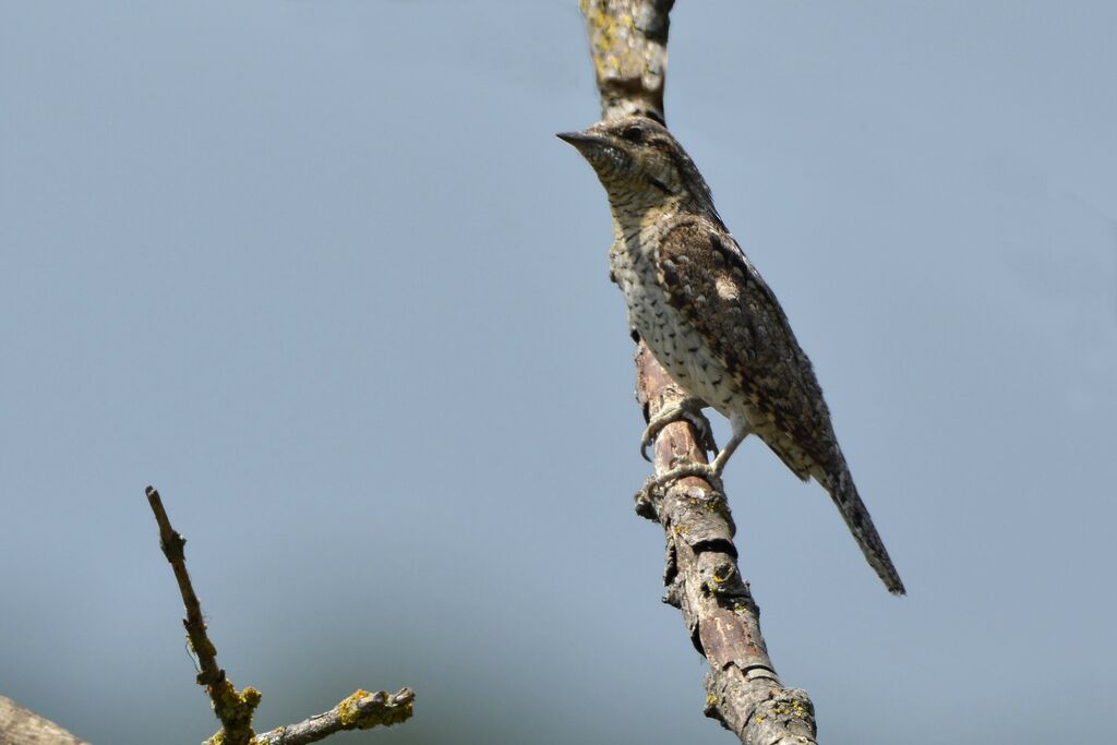 Eurasian Wryneck