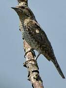 Eurasian Wryneck