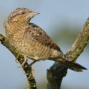 Eurasian Wryneck