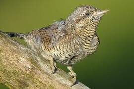 Eurasian Wryneck