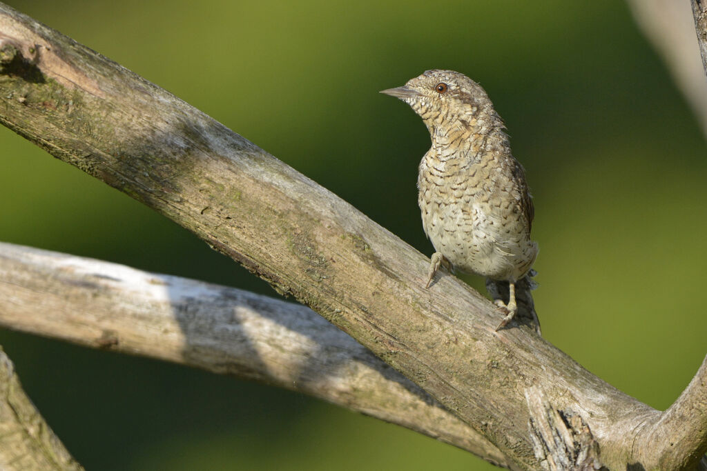 Eurasian Wryneck