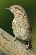 Eurasian Wryneck