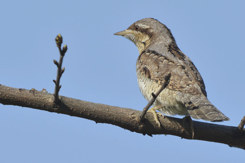 Eurasian Wryneck