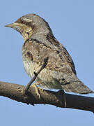 Eurasian Wryneck