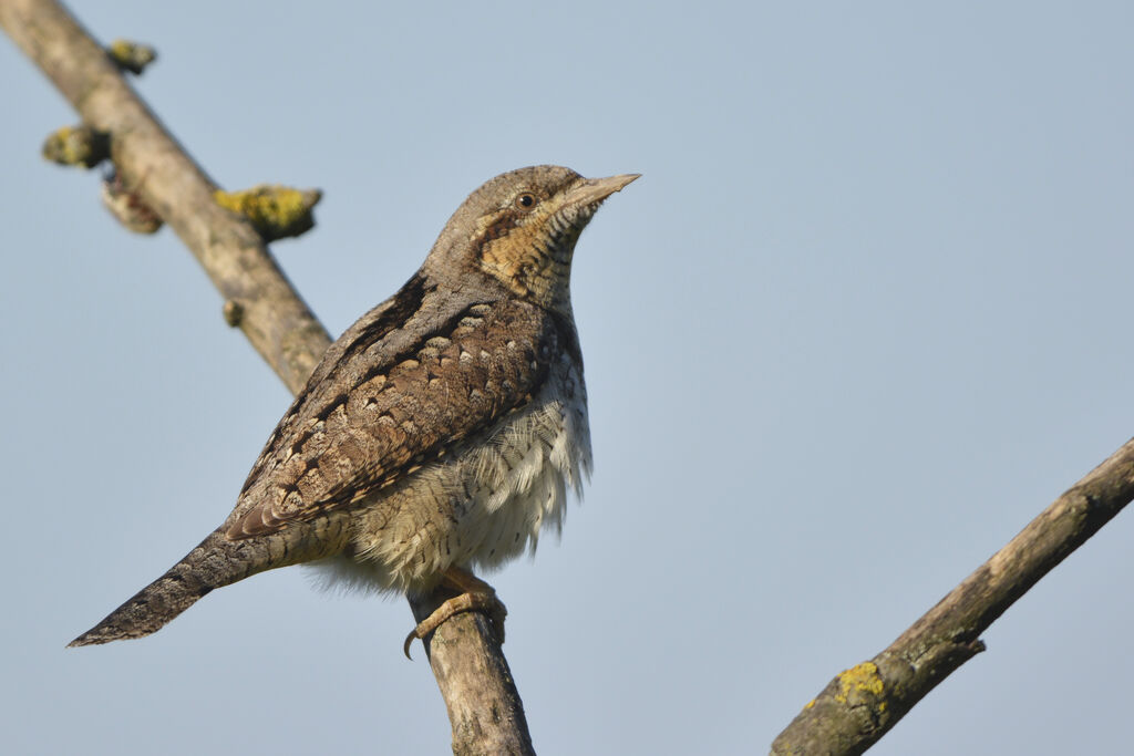 Eurasian Wryneckadult, identification