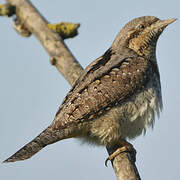 Eurasian Wryneck