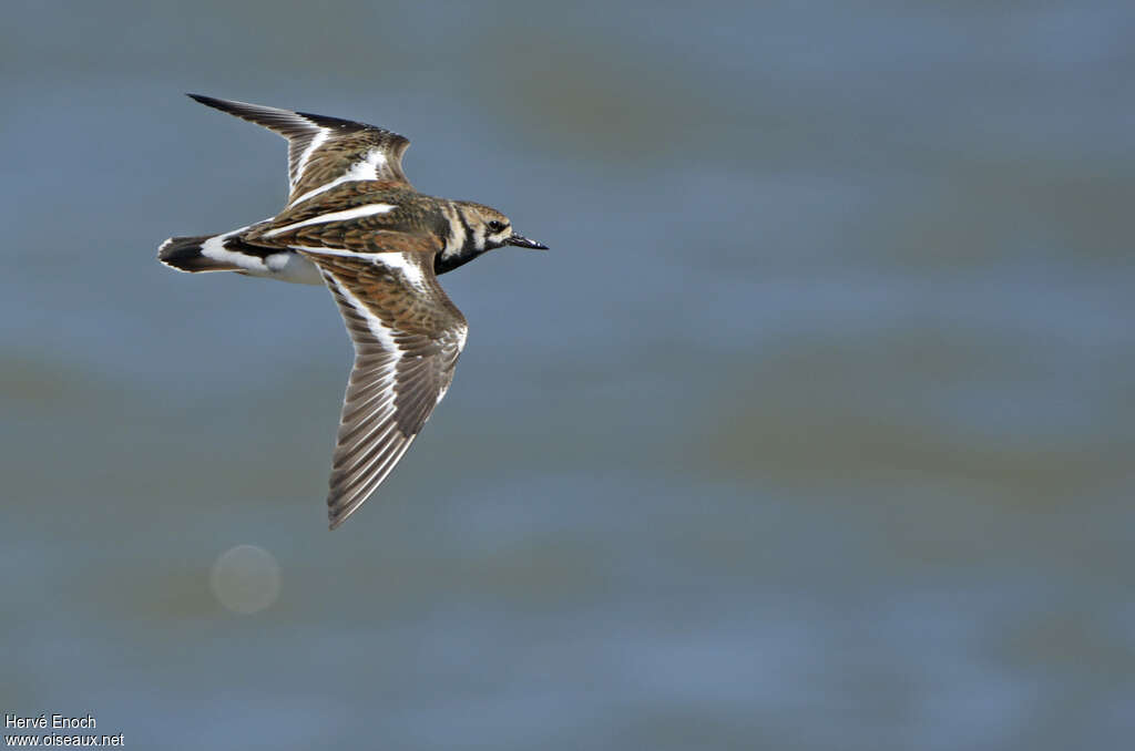 Ruddy Turnstone, Flight