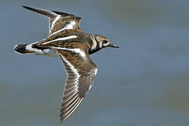 Ruddy Turnstone